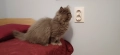 Персийски котета, снимка 6