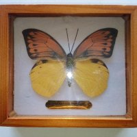 Пеперуда в кутия - сувенир, снимка 1 - Други ценни предмети - 39631880