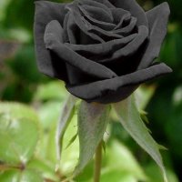 Корени готови за засаждане ” Черна Роза ”, " Нефрит ", " Дъгова " внос Холандия, сертифицирани, снимка 1 - Градински цветя и растения - 36733683