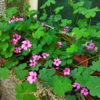 Детелини цъфтящи розово, снимка 3 - Градински цветя и растения - 34949387
