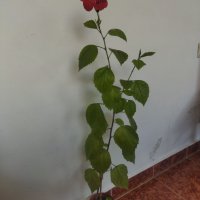 Китайски рози хибискус червена фуния, снимка 14 - Стайни растения - 38143414
