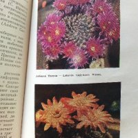 В мире кактусов - Р.Удалова,Н.Вьюгина - 1983 г., снимка 5 - Енциклопедии, справочници - 32651164