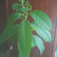 Био едро авокадо, снимка 3 - Стайни растения - 39834182