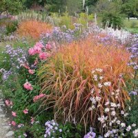 Мискантус Пурпурасценс, студоустойчива трева, снимка 2 - Градински цветя и растения - 38141351