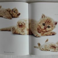Котешки луксозни албуми, снимка 10 - Други - 26550144