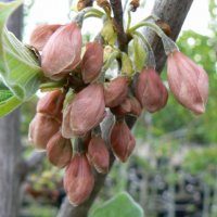 Halesia carolina (Халезия каролина), снимка 4 - Градински цветя и растения - 39592764