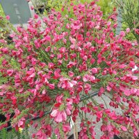 Цитисус-(Cytisus killiney red), снимка 5 - Градински цветя и растения - 39927557