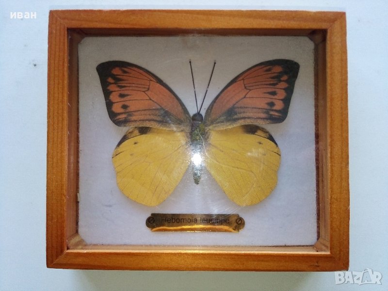 Пеперуда в кутия - сувенир, снимка 1
