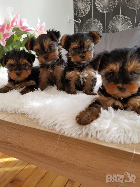 Йоркширски териер йорки свободни , снимка 1