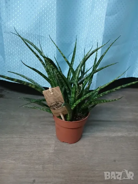 Сансевиера , снимка 1
