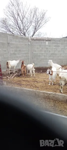 Продавам 45 кози и ярета, снимка 1