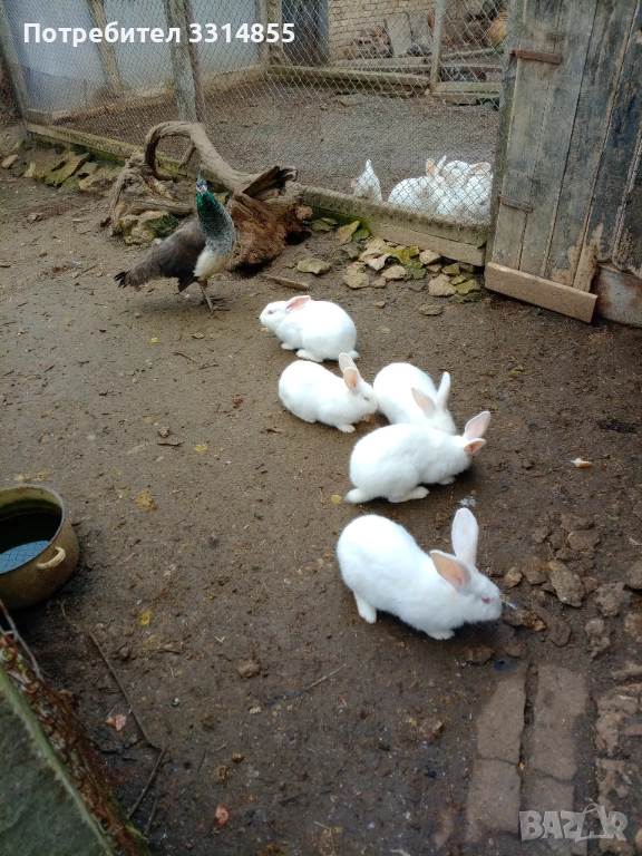 Зайци, снимка 1