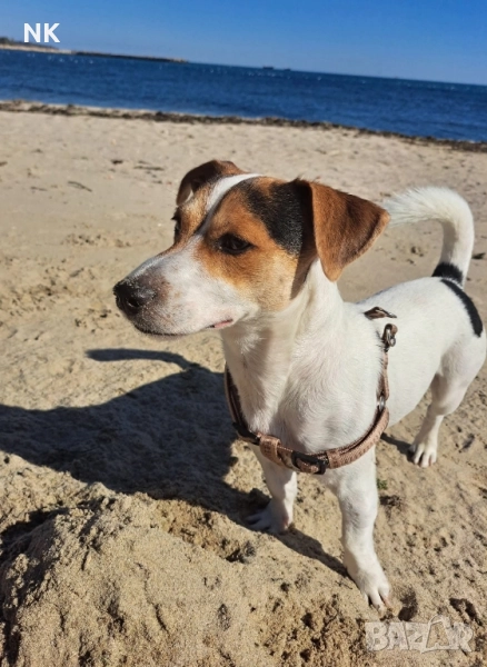 Джак Ръсел териер Търся женски за разплод , снимка 1