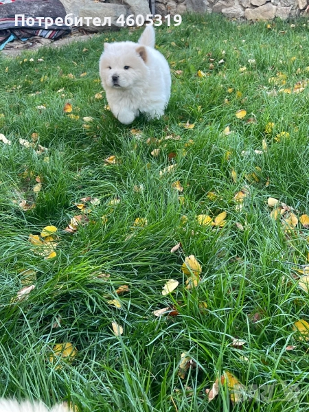 Свободни кученца чау чау , снимка 1