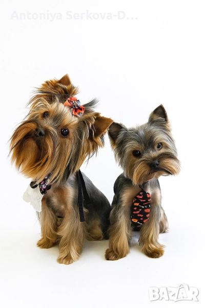 Мини Йоркширски териер, снимка 1