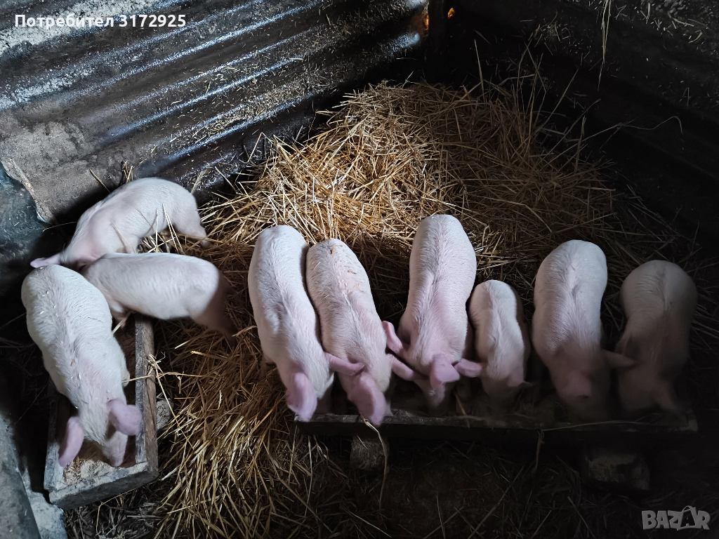 Малки прасенца , снимка 1