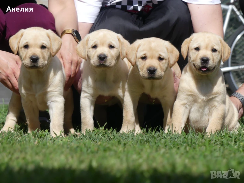 Лабрадор Ретривър/Labrador Retriever с FCI родословия, снимка 1