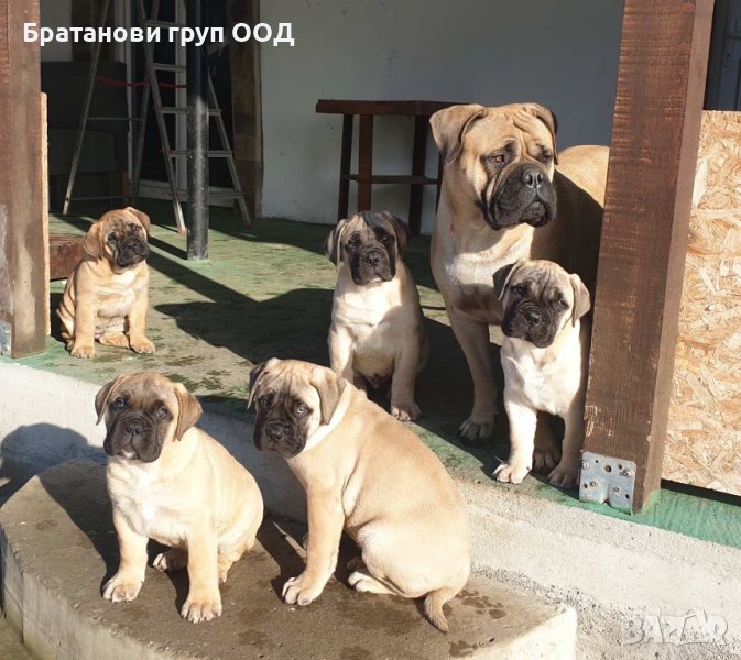 Булмастиф, снимка 1