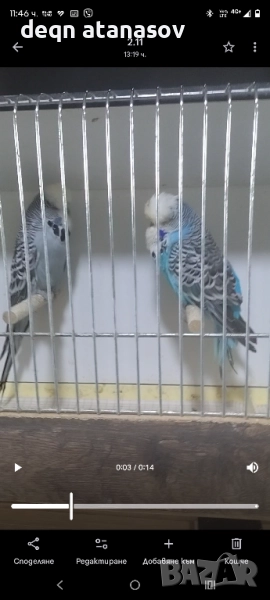 изложбени вълнисти папагали БАРТЕР , снимка 1