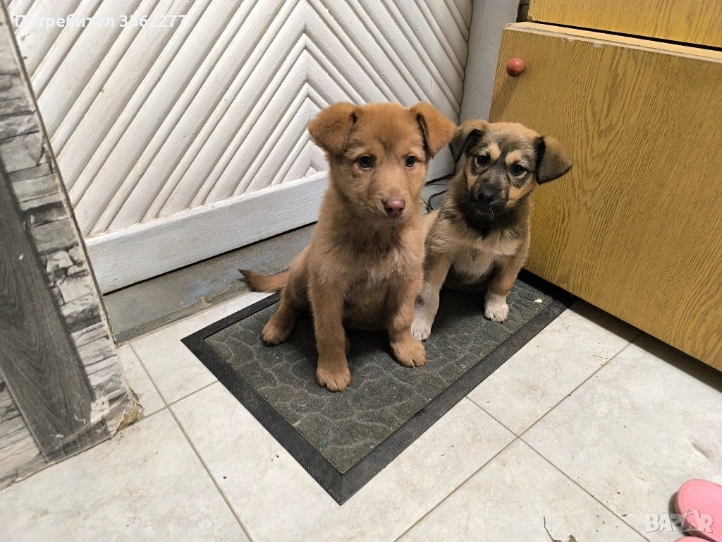 Кученца, снимка 1