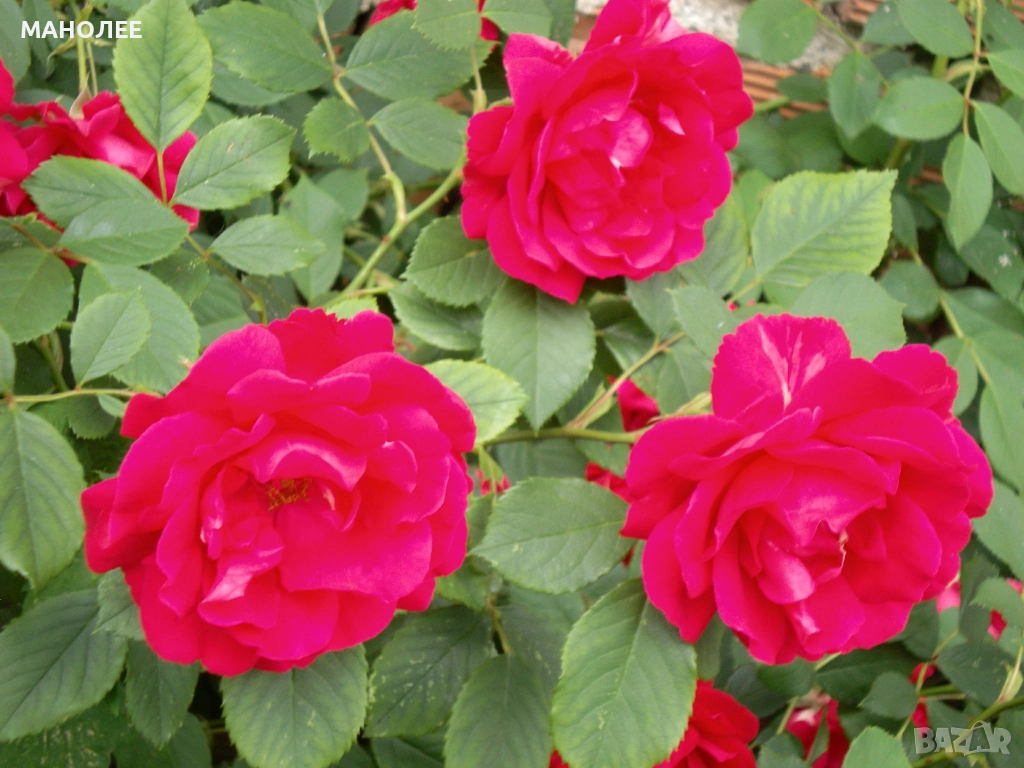 Катерлива роза - Трендафил, снимка 1