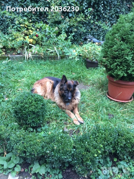 Разходка на кучета, снимка 1