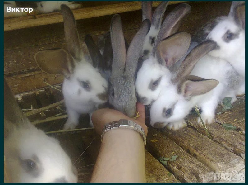 Зайци, снимка 1