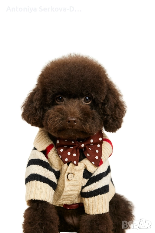 Poodle mini /Пудел мини , снимка 1