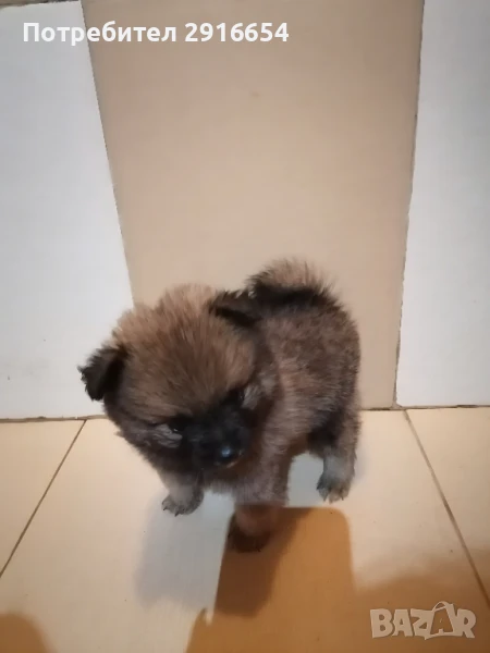 Померан , снимка 1