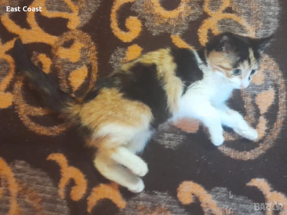 Малко сладко коте/котенце търси своя дом спешно във Варна, снимка 1