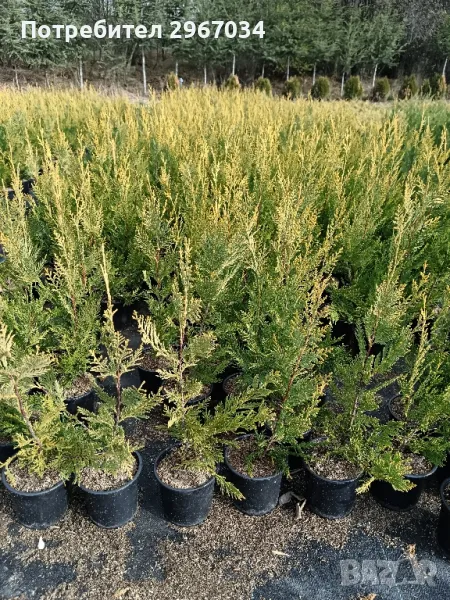 лейланди 70 см до 80 см 10 лв брой , снимка 1