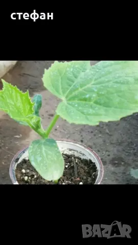 Продавам разсад домати краставици тиквички пипер и др., снимка 3 - Разсади - 49275173