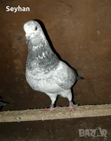  Гълъби типлер, снимка 2 - Гълъби - 52673657