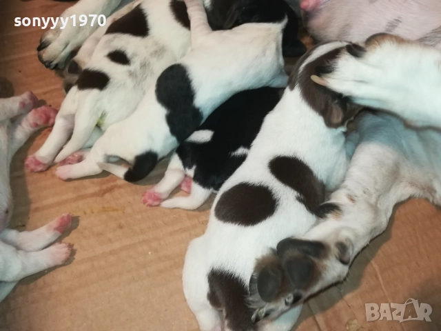 ДЖАК РЪСЕЛ-КУЧЕНЦА 1908251818, снимка 9 - Джак ръсел териер - 51420983