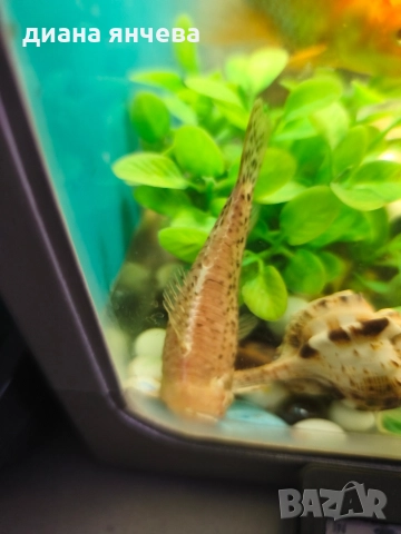 обурудван аквариум с рибки , снимка 3 - Рибки - 52796615