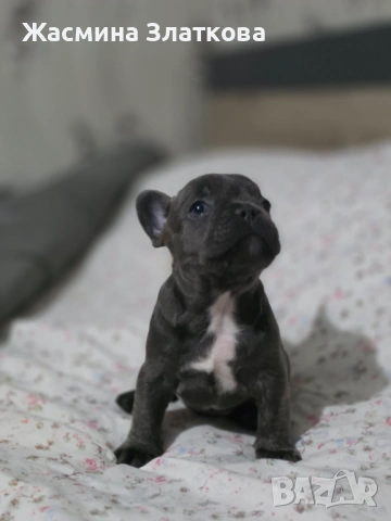 Френски булдочета, снимка 4 - Френски булдог - 53506866