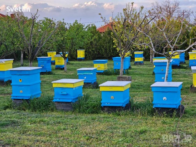 Домашен пчелен мед, снимка 3 - Пчелни продукти - 42534851