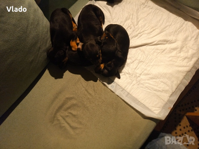 Пинчери ваксинирани с паспорти от 10.02.26г., снимка 3 - Пинчер - 53431751