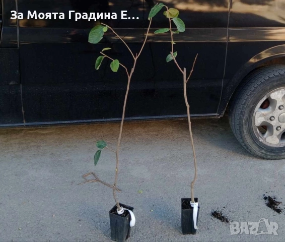 Слива - Анджелино, снимка 6 - Градински цветя и растения - 52529954