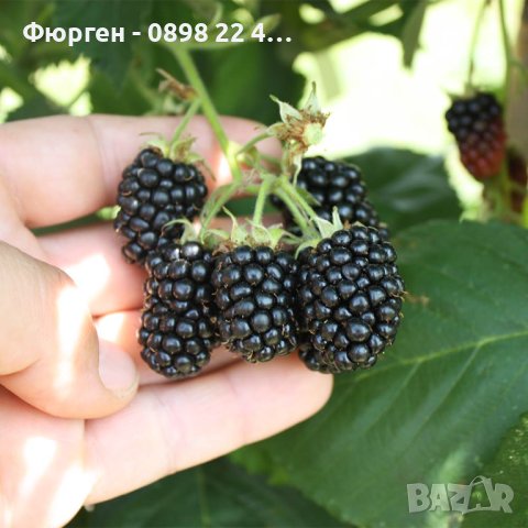   Къпина Блек Сатин -Rubus Fruticosus Black Satin