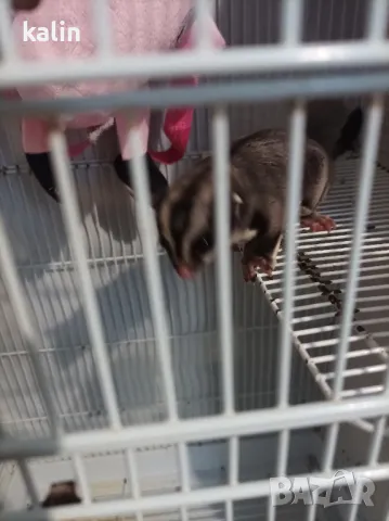 Захарна торбеста катерица, снимка 2 - Други - 50319058