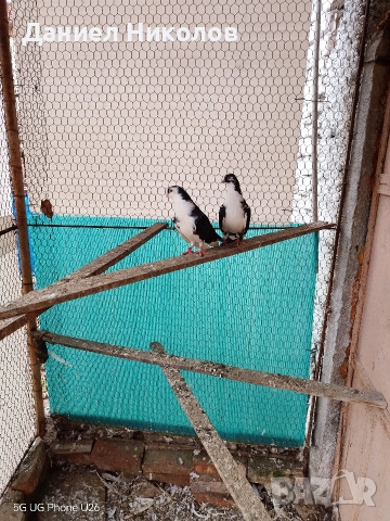 продавам гълъби румънски галацини , снимка 3 - Гълъби - 52857780