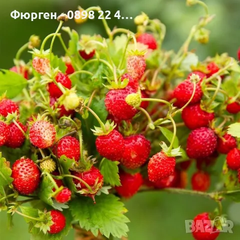 Горска Ягода Сорт Регина, снимка 5 - Разсади - 47466777