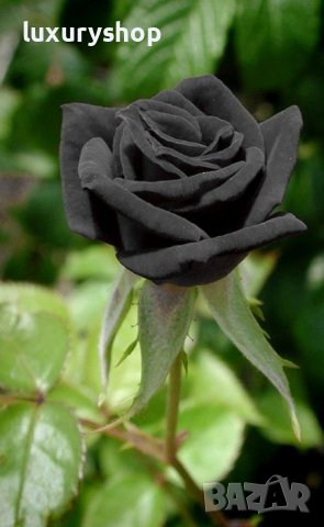 Има ли черна роза • Онлайн Обяви • Цени — Bazar.bg