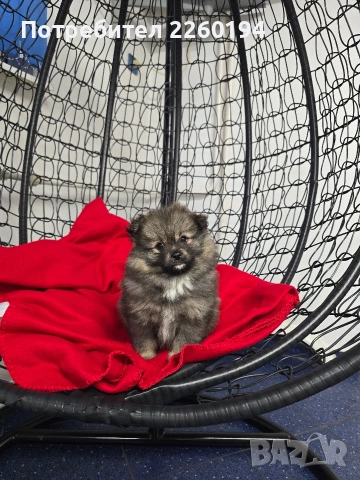 Померан, снимка 2 - Померан - 53430704
