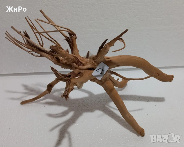 Корен от Азалия /декорация/ 17, снимка 3 - Други - 49874631