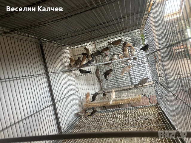 Японски амадини, снимка 2 - Амадини - 53047511