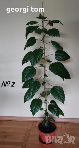 Китайска роза 20-25 лв., снимка 2 - Стайни растения - 49127632