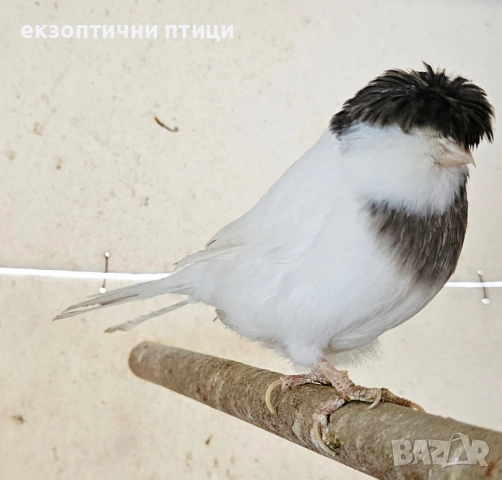 Продавам женски Глостер , снимка 3 - Канари - 52974654