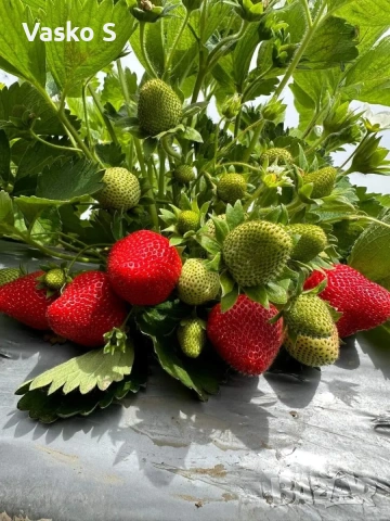 Ягоди, снимка 5 - Градински цветя и растения - 53472392